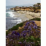 Photo Small La Jolla Cove 12 Travel