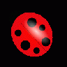 Ladybug 01 Animal
