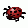 Ladybug 02 Animal title=