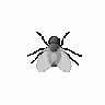 FLY 01 Animal title=