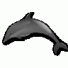 DOLPHIN Animal title=