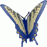 Butterfly Jonathan Dietr 01 Animal title=