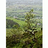 Photo Small Bush Travel title=