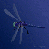 Blue Dragonfly Ghuul Ghu 01 Animal title=