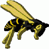 Flying Wasp Gerald G. 01 Animal