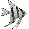 Altum Angelfish 01 Animal