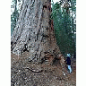 Photo Small Sequoia Travel