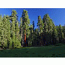 Photo Small Sequoia 2 Travel title=