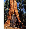 Photo Small Sequoia 3 Travel