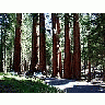 Photo Small Sequoia Park 4 Travel
