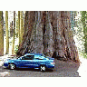 Photo Small Sequoia Park 6 Travel title=