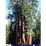 Photo Small Sequoias Travel