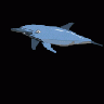 Dolphin Enrique Meza C 01 Animal