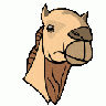 Camel Head 01 Animal
