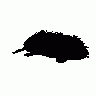 Echidna 01 Animal title=