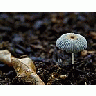 Photo Small Mushroom Other
