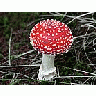 Photo Small Amanita Muscaria Other title=