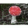 Photo Small Amanita Muscaria Other