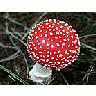 Photo Small Amanita Muscaria 2 Other