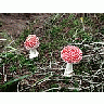 Photo Small Amanita Muscaria 3 Other