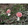 Photo Small Amanita Muscaria 3 Other title=