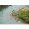 Combat Fishing Along The Banks Of The Russian River 00001 Photo Small Wildlife title=