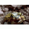 Couchs Spadefoot Toad 00026 Photo Small Wildlife title=