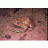 Houston Toad 00028 Photo Small Wildlife