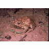 Houston Toad 00028 Photo Small Wildlife title=