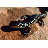 Tiger Salamander 00031 Photo Small Wildlife title=