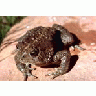 Woodhouse Toad 00033 Photo Small Wildlife title=