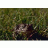 Woodhouse Toad 00034 Photo Small Wildlife title=