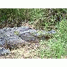 American Alligator 00050 Photo Small Wildlife