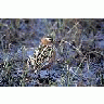 1002 Area Red Phalarope Female 00055 Photo Small Wildlife