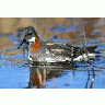 1002 Area Red Necked Phalarope Female 00056 Photo Small Wildlife title=