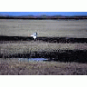 1002 Area Sabines Gull Flying Over Arctic Refuge Coastal Plain 00057 Photo Small Wildlife