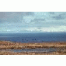 Aleutian Cackling Geese In Flight Over Amchitka Island 00061 Photo Small Wildlife title=