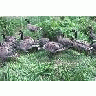 Aleutian Cackling Goose Flock And Brood 00063 Photo Small Wildlife