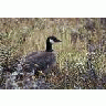 Aleutian Cackling Goose Portrait 00064 Photo Small Wildlife
