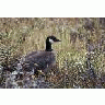 Aleutian Cackling Goose Portrait 00064 Photo Small Wildlife title=