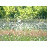 Great Egrets 00075 Photo Small Wildlife