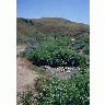 WO3679 Willow Riparian Habitat In Idaho 00082 Photo Small Wildlife