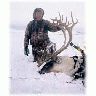Caribou With A Bow 00101 Photo Small Wildlife
