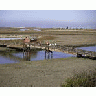 Don Edwards San Franciso Bay NWR California 00106 Photo Small Wildlife