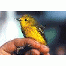 Banding A Yellow Warbler 00113 Photo Small Wildlife title=