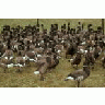 Flightless Brant Geese In Pen 00117 Photo Small Wildlife title=