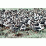 Flightless White Fronted Geese In Pen 00118 Photo Small Wildlife title=
