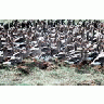 Flightless White Fronted Geese In Pen 00119 Photo Small Wildlife
