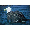 Adult Bald Eagle 00123 Photo Small Wildlife