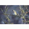 American Tree Sparrow 00129 Photo Small Wildlife title=